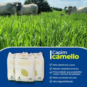 Capim Camello - Rebanho Soluções Agropecuárias