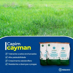 Capim Cayman - Rebanho Soluções Agropecuárias