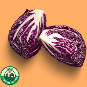 Repolho Roxo - Sempre Verde