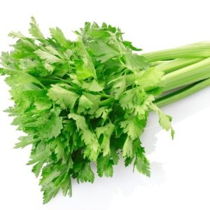 Salsão - Sempre Verde