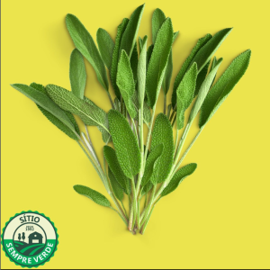 Sálvia - Sempre Verde